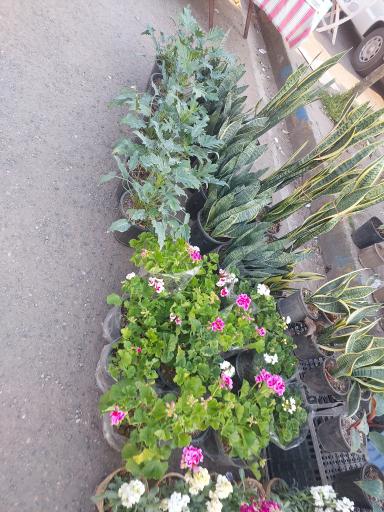 یکشنبه بازار رودسر