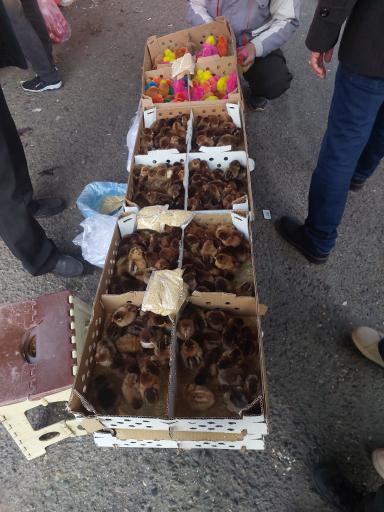 عکس یکشنبه بازار رودسر