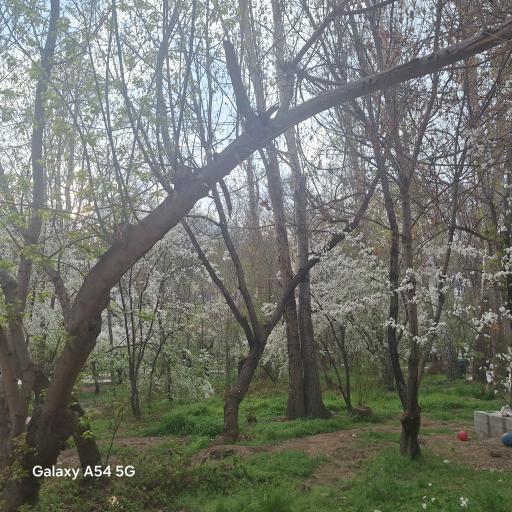 عکس باغ فدک بروجرد