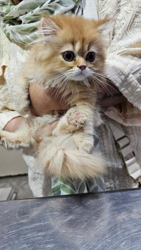 عکس کلینیک دامپزشکی آروانا