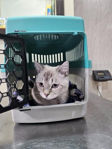 عکس کلینیک دامپزشکی آروانا