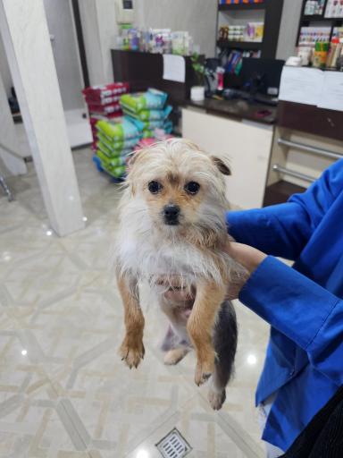 عکس کلینیک دامپزشکی آروانا