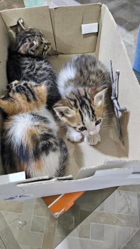 عکس کلینیک دامپزشکی آروانا