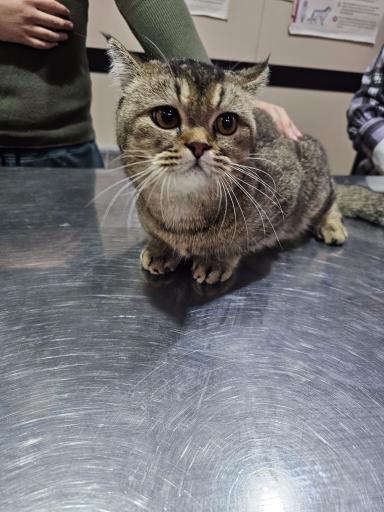 عکس کلینیک دامپزشکی آروانا