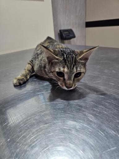 عکس کلینیک دامپزشکی آروانا