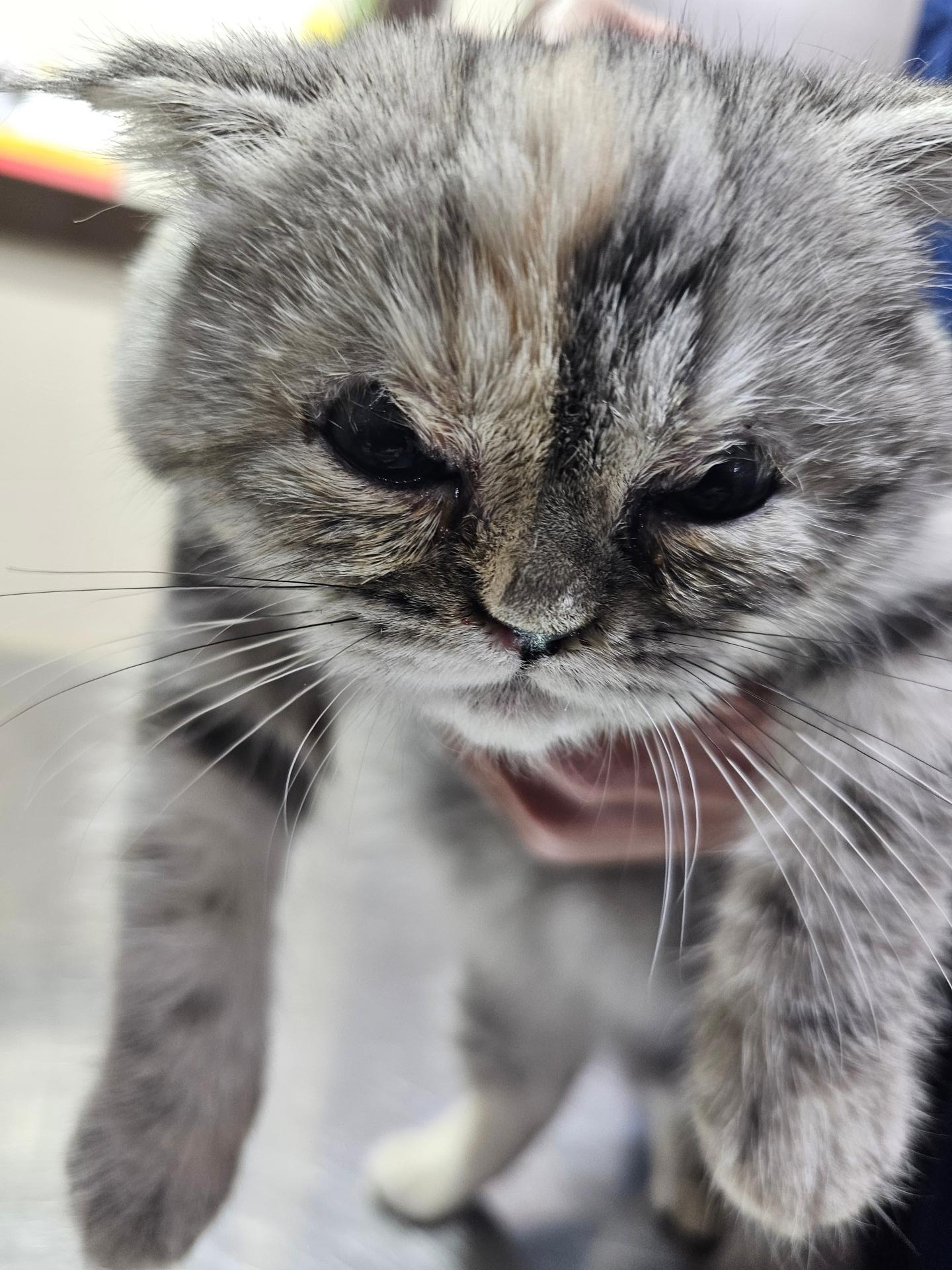 عکس کلینیک دامپزشکی آروانا