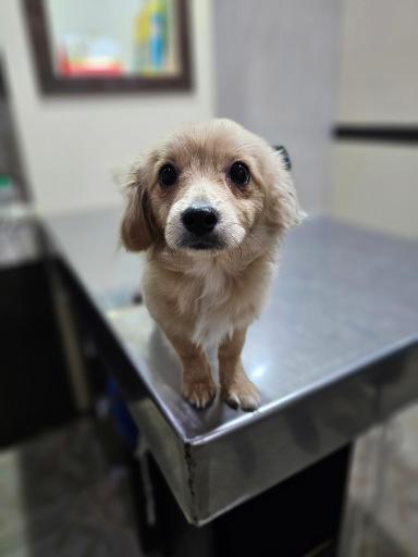 عکس کلینیک دامپزشکی آروانا