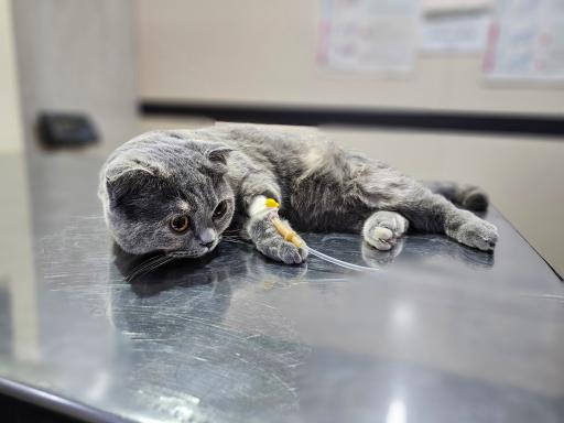 عکس کلینیک دامپزشکی آروانا