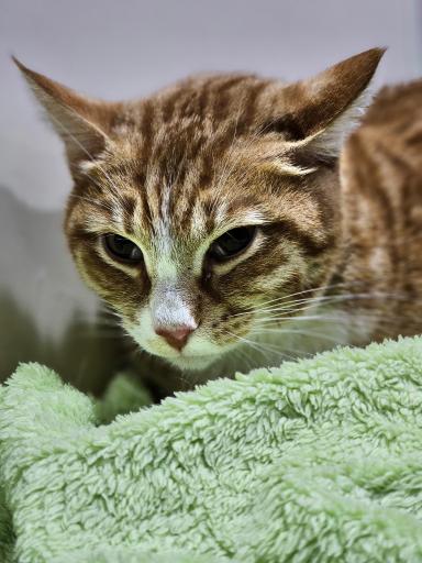 عکس کلینیک دامپزشکی آروانا