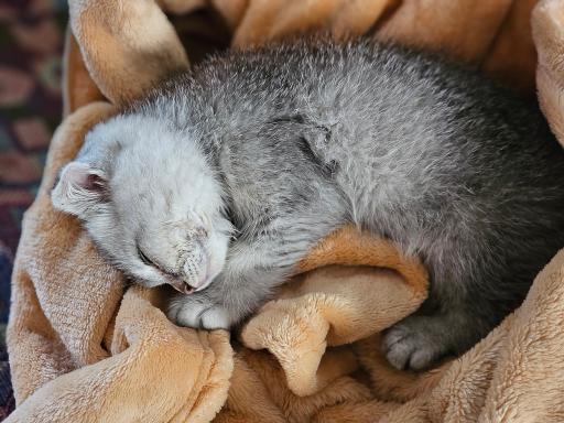 عکس کلینیک دامپزشکی آروانا