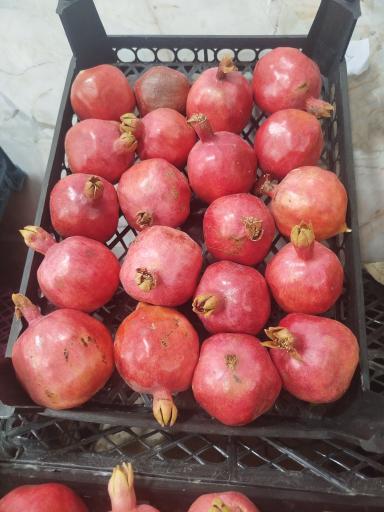 میوه فروشی سورنا