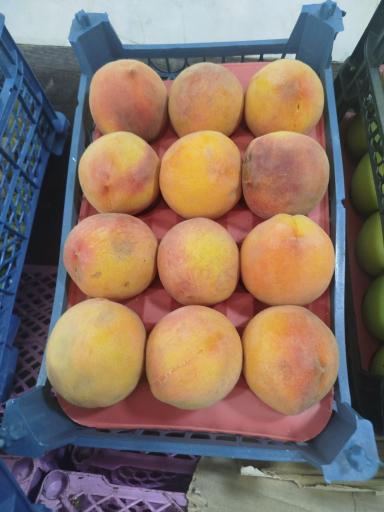 میوه فروشی سورنا