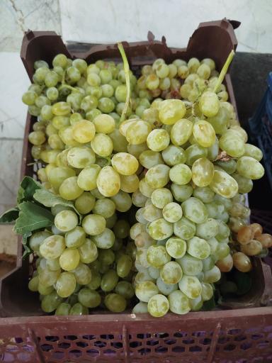 میوه فروشی سورنا