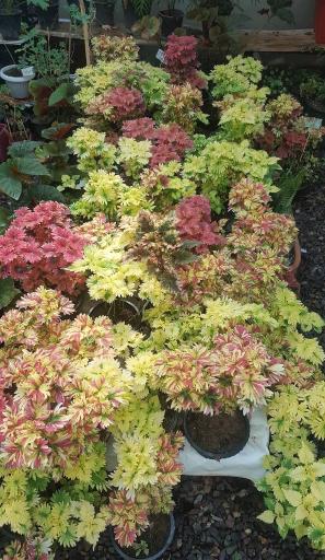 عکس دهکده گل و گیاه چیچک