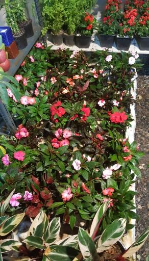 عکس دهکده گل و گیاه چیچک