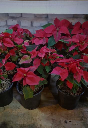 عکس دهکده گل و گیاه چیچک