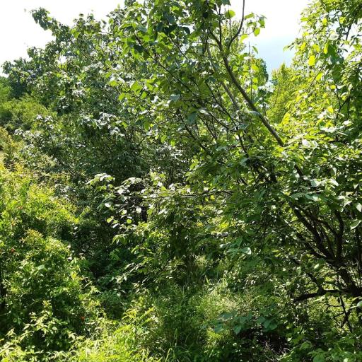 عکس ویلا و اقامتگاه شریفی