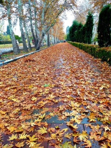 عکس بوستان قائم