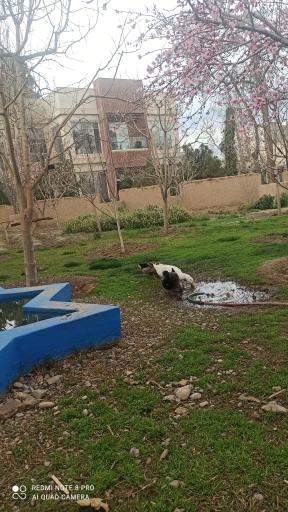 عکس دهکده گل آباد