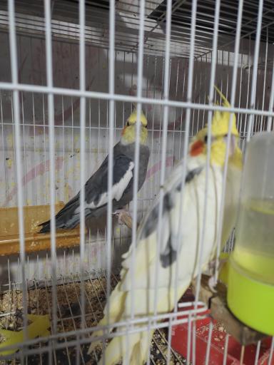 دان و پرنده 