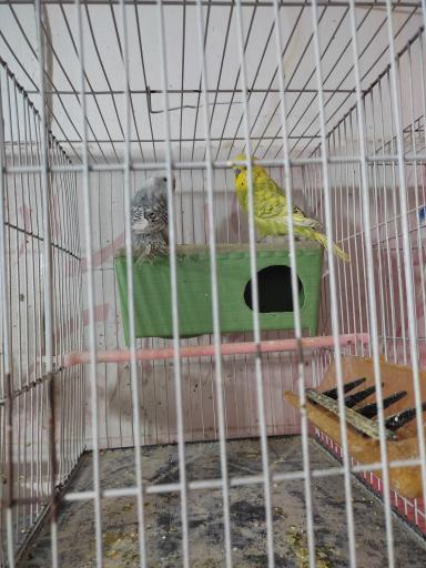 عکس دان و پرنده 