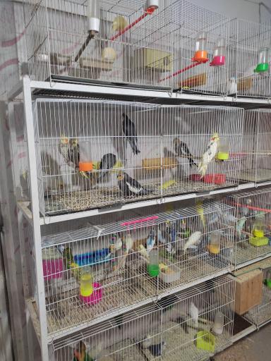 دان و پرنده 