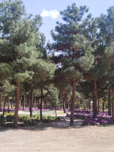 عکس پارک جنگلی محلات