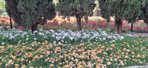 عکس پارک جنگلی محلات