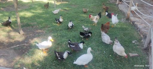 عکس دهکده گل آباد