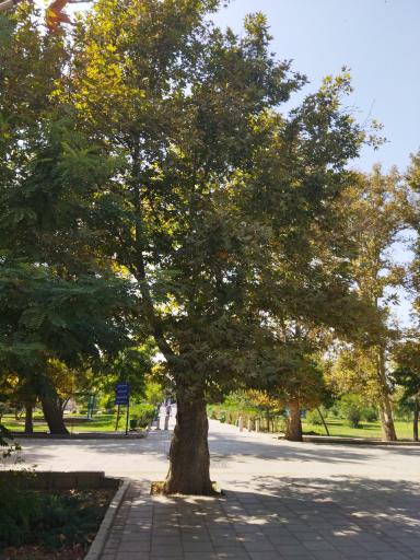 عکس بوستان قائم