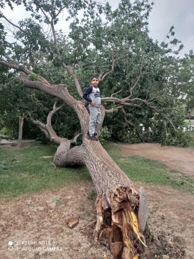 عکس بوستان قائم