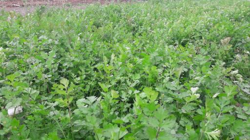 عکس باغ سبزی کاوار باغی