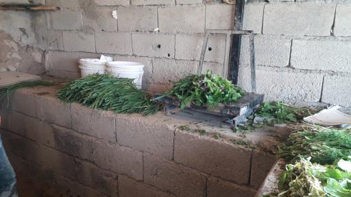 عکس باغ سبزی کاوار باغی