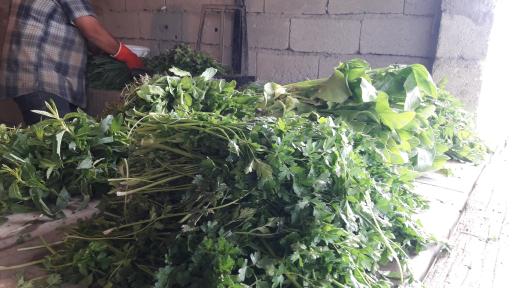 عکس باغ سبزی کاوار باغی