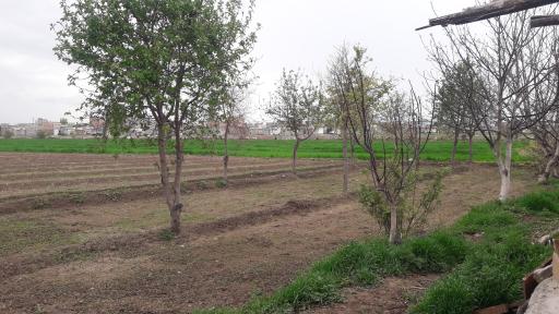 عکس باغ سبزی کاوار باغی