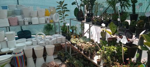 مجتمع گل و گیاه گلایسین