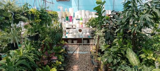 عکس مجتمع گل و گیاه گلایسین