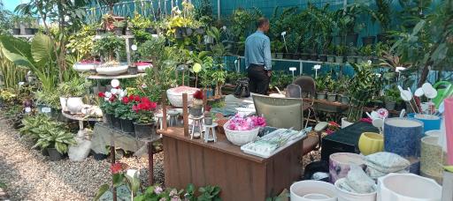 عکس مجتمع گل و گیاه گلایسین