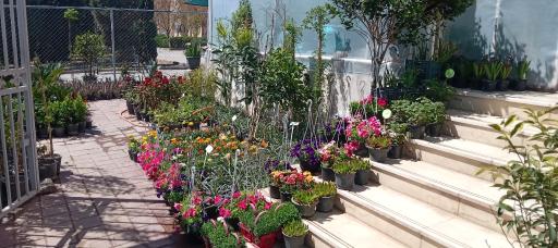 مجتمع گل و گیاه گلایسین