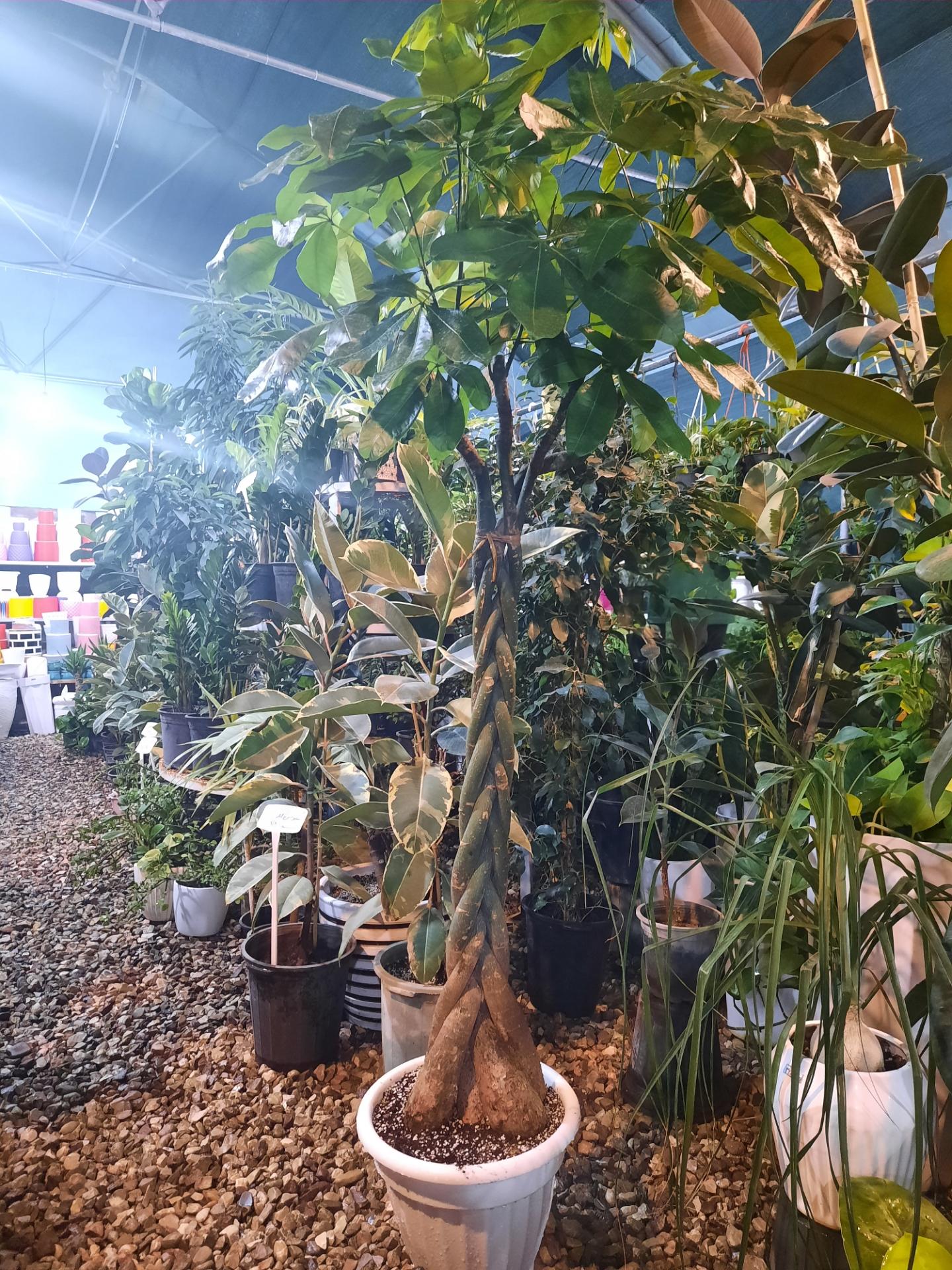 عکس مجتمع گل و گیاه گلایسین