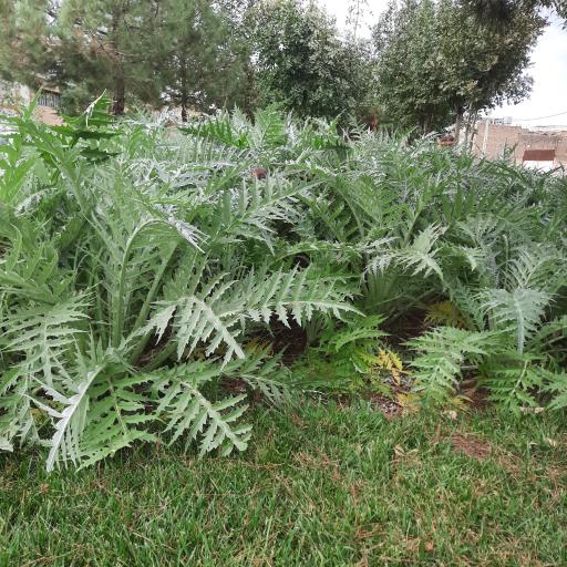 عکس پارک لاله