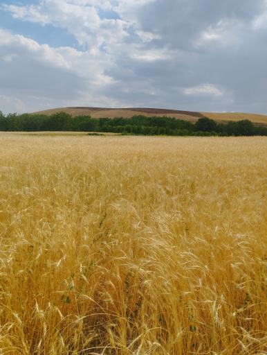 عکس ورودی روستای هزار جریب 