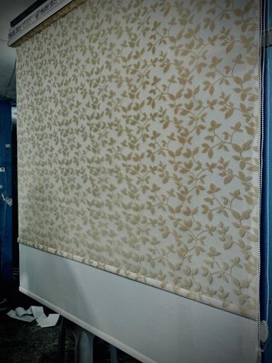 عکس زبرا فونیکس