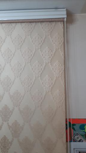 عکس زبرا فونیکس