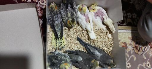 عکس عروس هلندی 