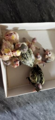 عکس عروس هلندی 