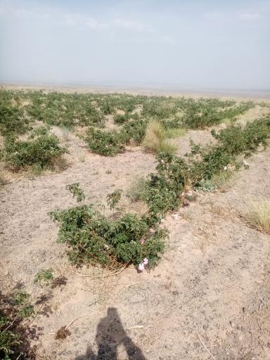 عکس دهنو میج صفلی