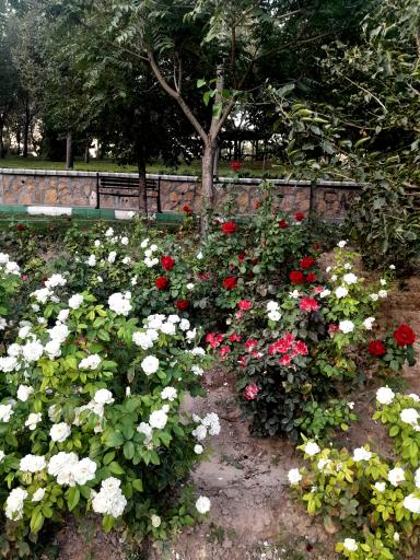 عکس پارک ولایت مهر