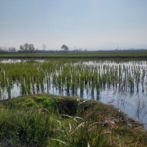 عکس کوکده