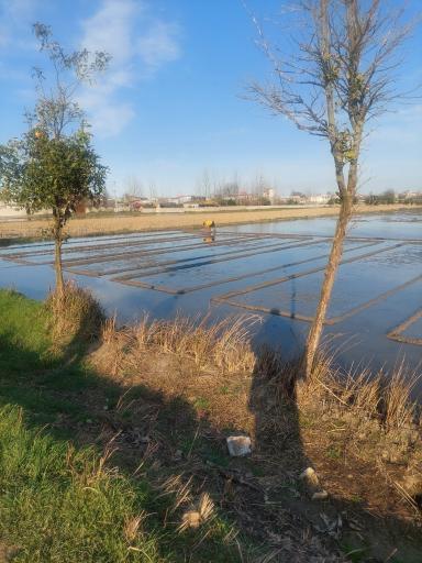 عکس کوکده